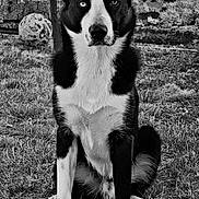 Billy participe au concours pour gagner de l'argent avec cette photo : dog, black_and_white, grass, fence, soccer_ball, outdoor, pet, animal, portrait, sitting, ears_up, fur, eyes, focused, nature, yard, texture, monochrome, wall, vintage