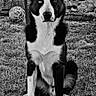 dog, black_and_white, grass, fence, soccer_ball, outdoor, pet, animal, portrait, sitting, ears_up, fur, eyes, focused, nature, yard, texture, monochrome, wall, vintage