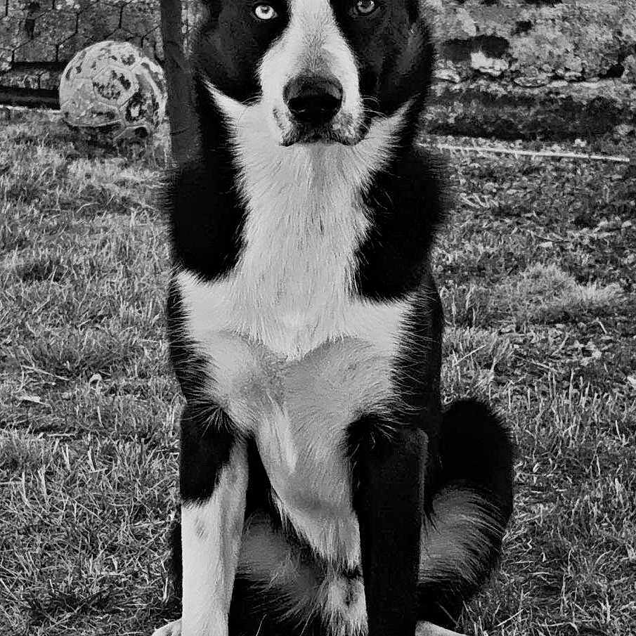 Billy participe au concours pour gagner de l'argent avec cette photo : dog, black_and_white, grass, fence, soccer_ball, outdoor, pet, animal, portrait, sitting, ears_up, fur, eyes, focused, nature, yard, texture, monochrome, wall, vintage