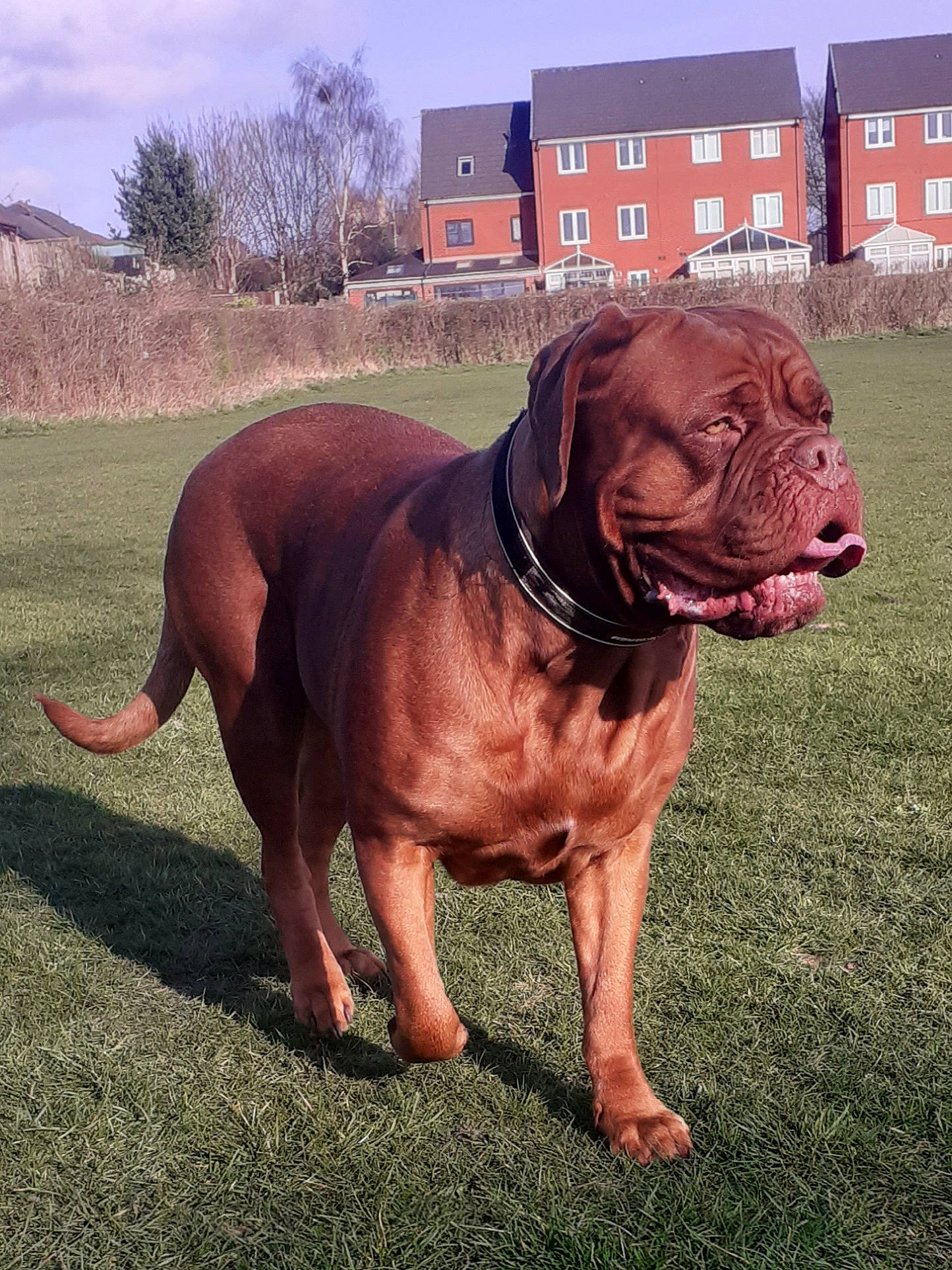 Zena joined the competition — help win amazing prizes! carnivore, cloud, collar, companion_dog, dog, dog_breed, dog_collar, fawn, grass, gun_dog, liver, pet_supply, plant, sky, snout, sporting_group, terrestrial_animal, tree, window, working_animal