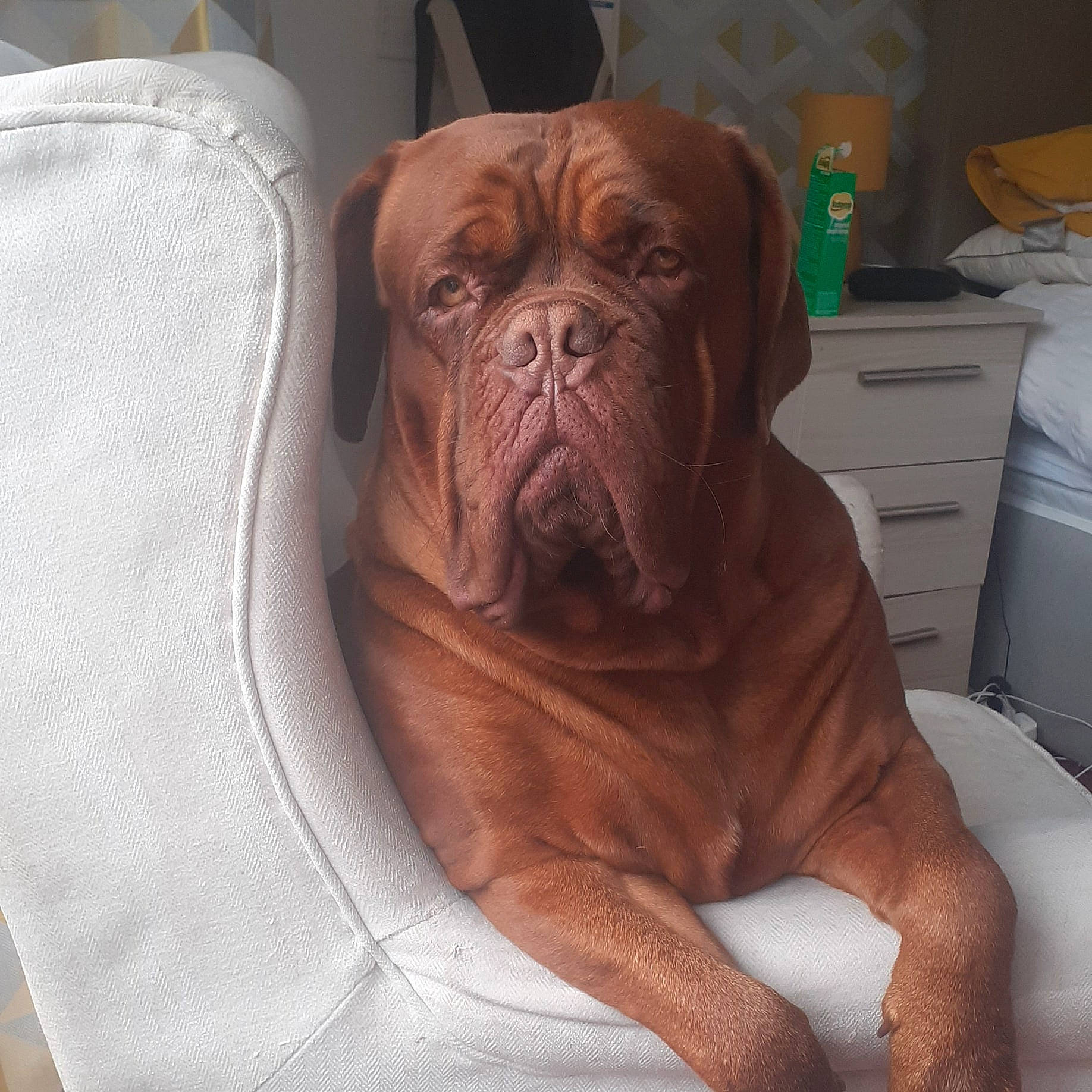 Zena joined the competition — help win amazing prizes! boxer, cabinetry, canidae, carnivore, chest_of_drawers, club_chair, comfort, companion_dog, dog, dog_breed, drawer, dresser, fawn, liver, snout, sporting_group, terrestrial_animal, whiskers, working_animal, wrinkle