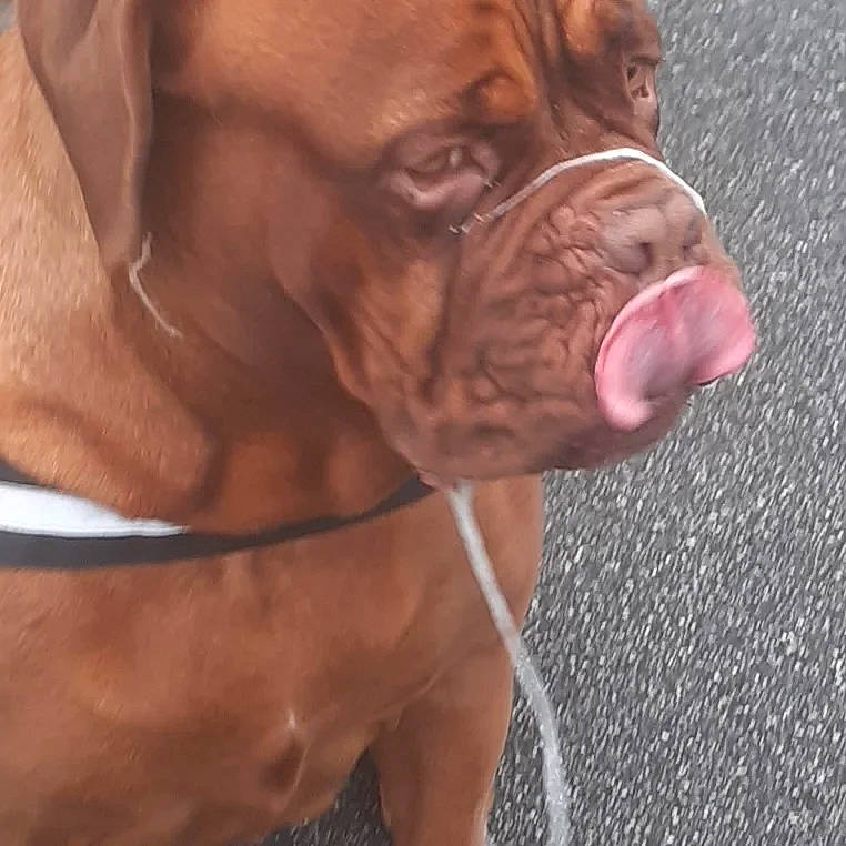 Zena is registered to the contest to win money with this photo: ancient_dog_breeds, canidae, carnivore, companion_dog, dog, dog_breed, dog_collar, fawn, fur, liver, molosser, peach, plant, snout, sporting_group, terrestrial_animal, window, working_animal, working_dog, wrinkle