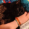 animal, black_cat, blanket, bracelet, cat, closeup, comfort, cozy, cute, domestic_animal, feline, friendship, fur, human_arm, indoor, pet, resting, sleepy, snuggling, soft