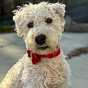 Miss Emily Lashae joined the competition — help win amazing prizes! adorable, animal, background_blur, canine, closeup, collar, curly_fur, cute, daylight, dog, domestic_animal, friendly, fur, nature, outdoor, pet, portrait, red_bow, sitting, sunlight