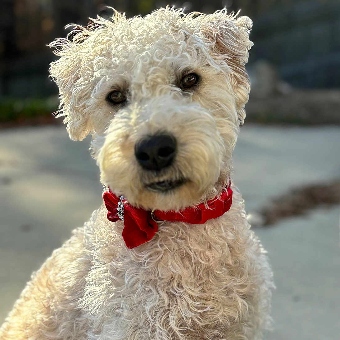 Miss Emily Lashae joined the competition — help win amazing prizes! adorable, animal, background_blur, canine, closeup, collar, curly_fur, cute, daylight, dog, domestic_animal, friendly, fur, nature, outdoor, pet, portrait, red_bow, sitting, sunlight