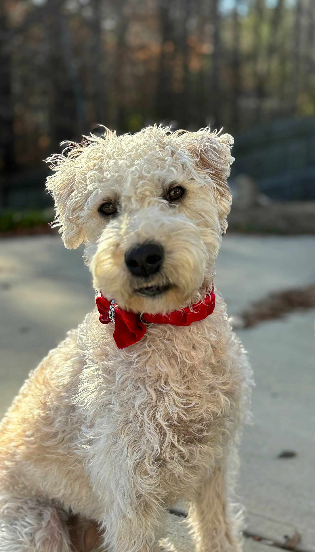 Miss Emily Lashae joined the competition — help win amazing prizes! adorable, animal, background_blur, canine, closeup, collar, curly_fur, cute, daylight, dog, domestic_animal, friendly, fur, nature, outdoor, pet, portrait, red_bow, sitting, sunlight