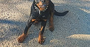 Dark a rejoint le concours — aidez-le/la à gagner de superbes lots ! puppy, rottweiler, dog, outdoor, sunlight, gravel, collar, pet, animal, young, sitting, curious, black, brown, shadow, daytime, nature, canine, playful, cute