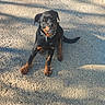 puppy, rottweiler, dog, outdoor, sunlight, gravel, collar, pet, animal, young, sitting, curious, black, brown, shadow, daytime, nature, canine, playful, cute