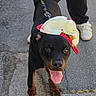 Dark participe au concours pour gagner de l'argent avec cette photo : dog, rottweiler, animal, pet, canine, leash, cap, hat, outdoor, pavement, walking, tongue_out, black_fur, brown_fur, person, footwear, shoes, pants, playful, happy