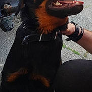 Dark a rejoint le concours — aidez-le/la à gagner de superbes lots ! rottweiler, dog, pet, animal, canine, black, brown, sitting, happy, mouth_open, tongue_out, collar, human_hand, pavement, outdoor, vehicle, watching_up, friendly, companion, affection