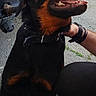 rottweiler, dog, pet, animal, canine, black, brown, sitting, happy, mouth_open, tongue_out, collar, human_hand, pavement, outdoor, vehicle, watching_up, friendly, companion, affection