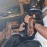 Dark participe au concours pour gagner de l'argent avec cette photo : dog, rottweiler, pet, animal, person, holding, garage, car, wood, hand, tongue, black_fur, brown_fur, collar, watch, arm, night, indoor, reflection, flash