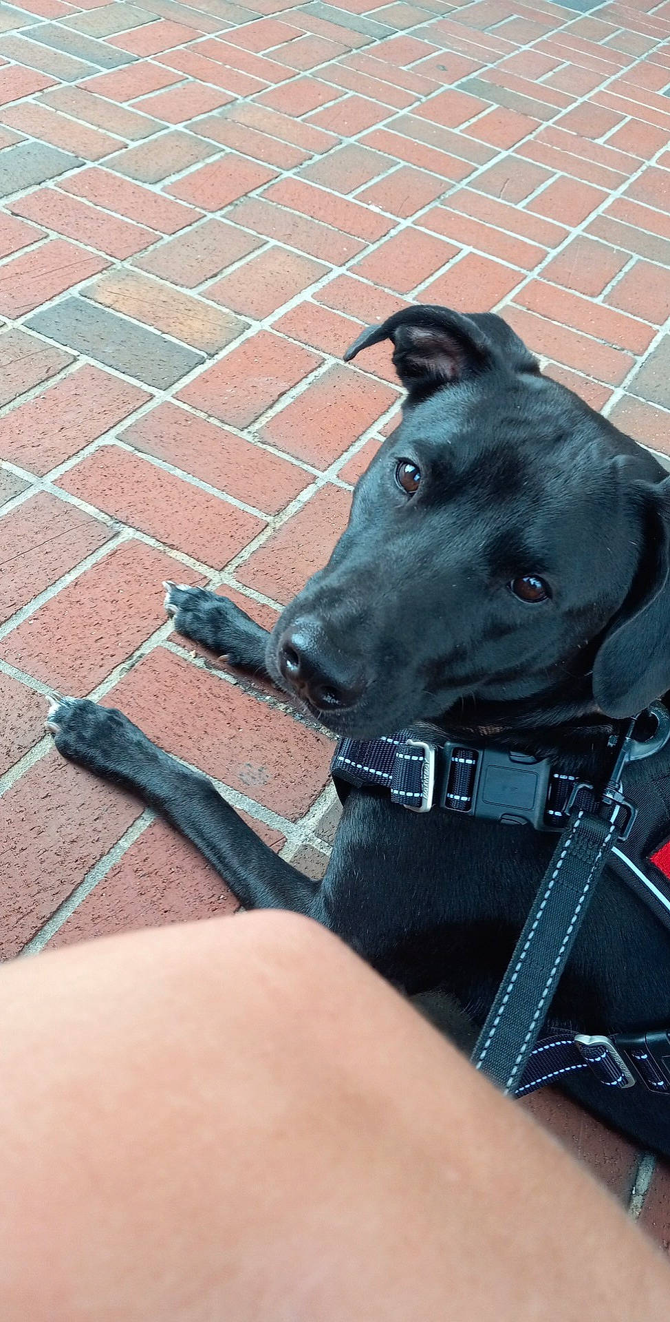 Remi joined the competition — help win amazing prizes! canidae, carnivore, collar, companion_dog, dog, dog_breed, dog_collar, dog_supply, electric_blue, fashion_accessory, fawn, fur, leash, personal_protective_equipment, pet_supply, road_surface, snout, sporting_group, whiskers, working_animal