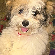 Mac joined the competition — help win amazing prizes! animal, canine, carpet, close_up, companion, cute, dog, domestic_animal, excited, fluffy, fur, furry, happy, indoor, pet, playful, portrait, slippers, small_dog, tongue_out