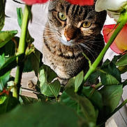 Plume participe au concours pour gagner de l'argent avec cette photo : animal, background_blur, brown, cat, close_up, curious, eyes, feline, flower, green_leaf, indoor, nature, petal, plant, portrait, rose, soft_light, striped, tabby, whiskers