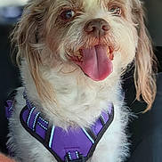 Cooper is registered to the contest to win money with this photo: dog, tongue_out, purple_harness, fluffy, pet, animal, canine, happy, close_up, indoor, cute, friendly, fur, small_dog, companionship, domestic_animal, sitting, looking_up, smiling, portrait