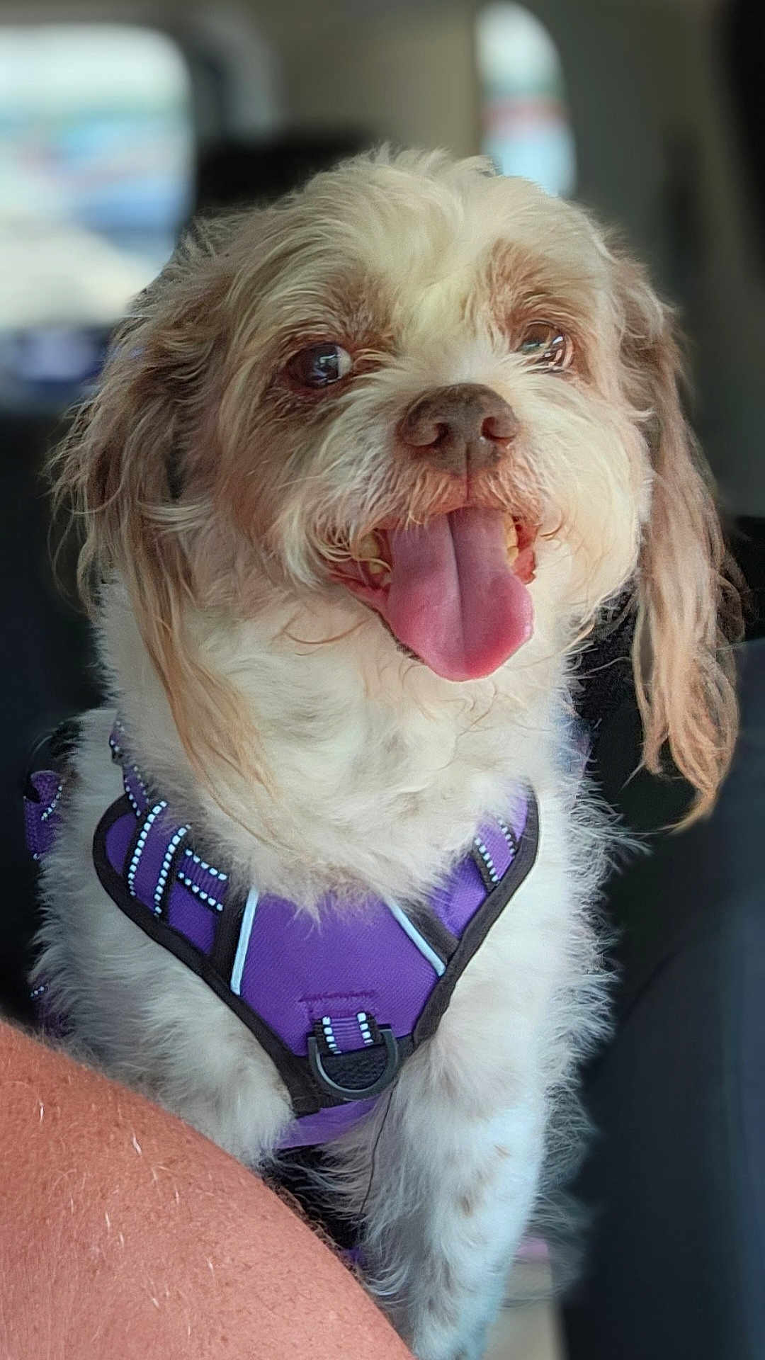 Cooper
