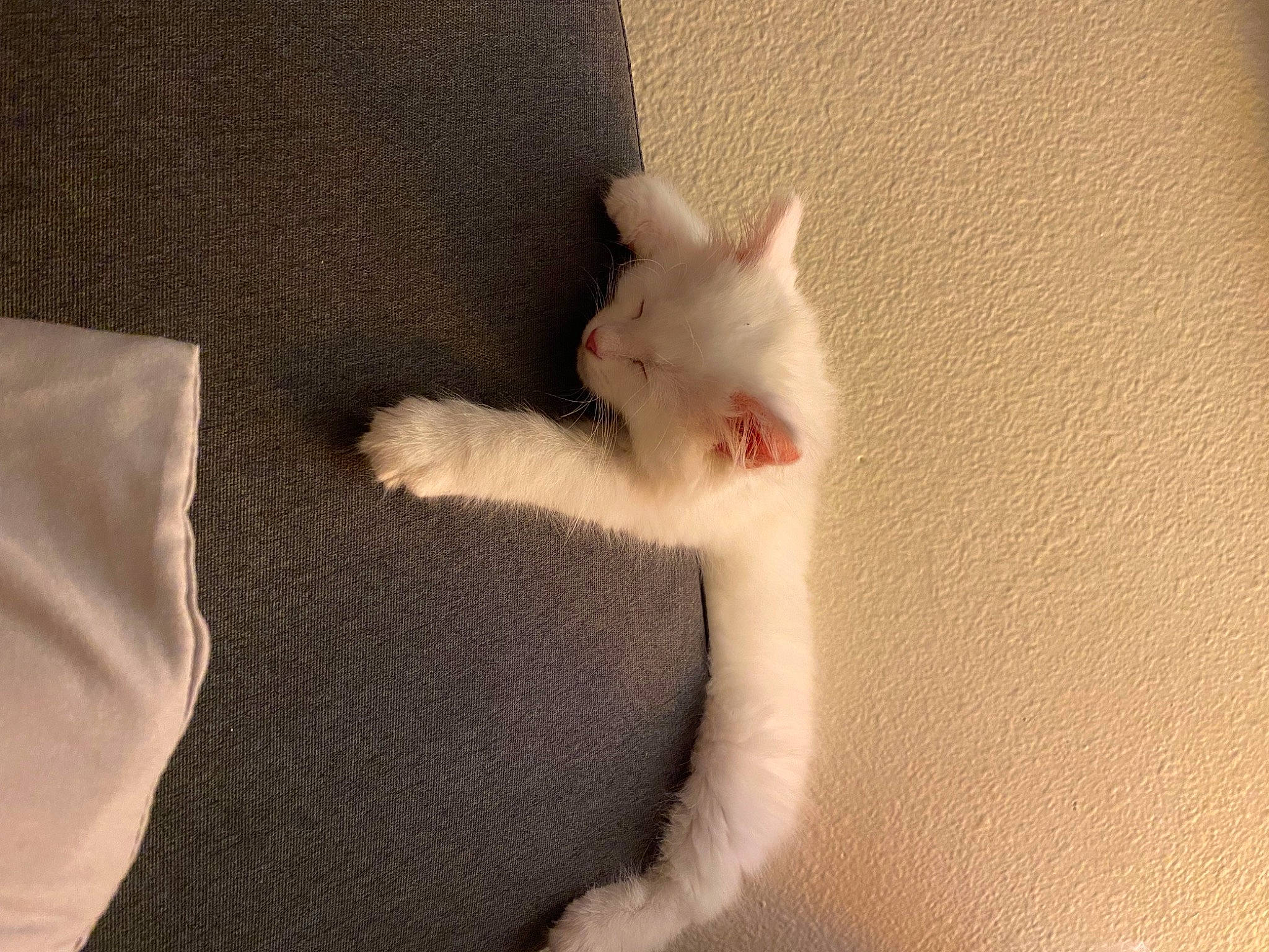 Jon Snow joined the competition — help win amazing prizes! carnivore, cat, claw, comfort, couch, domestic_short_haired_cat, fawn, felidae, foot, fur, gesture, human_leg, linens, musical_instrument, nail, paw, small_to_medium_sized_cats, tail, whiskers, wood