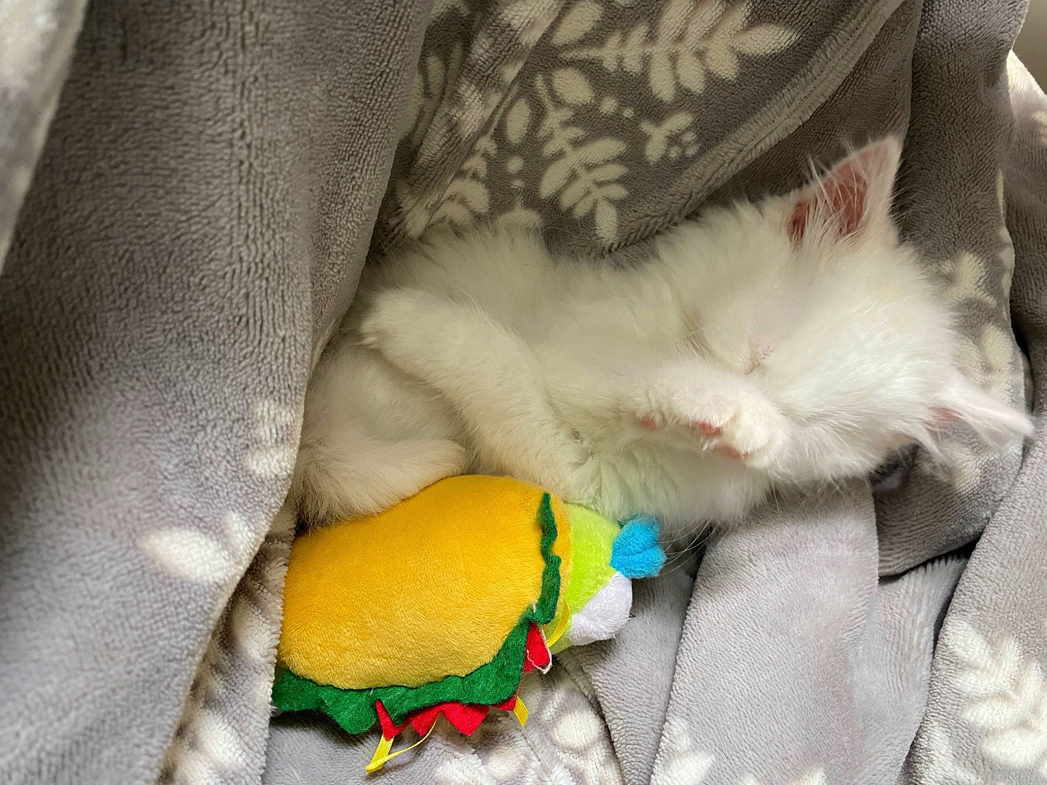 Jon Snow joined the competition — help win amazing prizes! art, carnivore, cat, claw, comfort, felidae, fur, linens, lovebird, nail, parakeet, parrot, paw, plush, small_to_medium_sized_cats, stuffed_toy, tail, toy, whiskers, wool