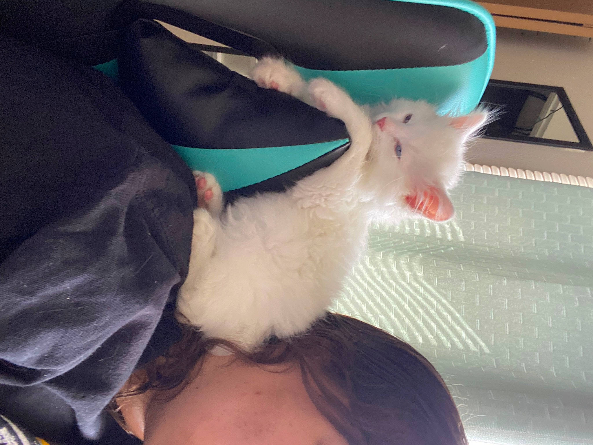 Jon Snow joined the competition — help win amazing prizes! beard, carnivore, cat, chest, elbow, eye, eyelash, fawn, felidae, gesture, head, human_body, jaw, leg, selfie, small_to_medium_sized_cats, sunglasses, thigh, trunk, whiskers