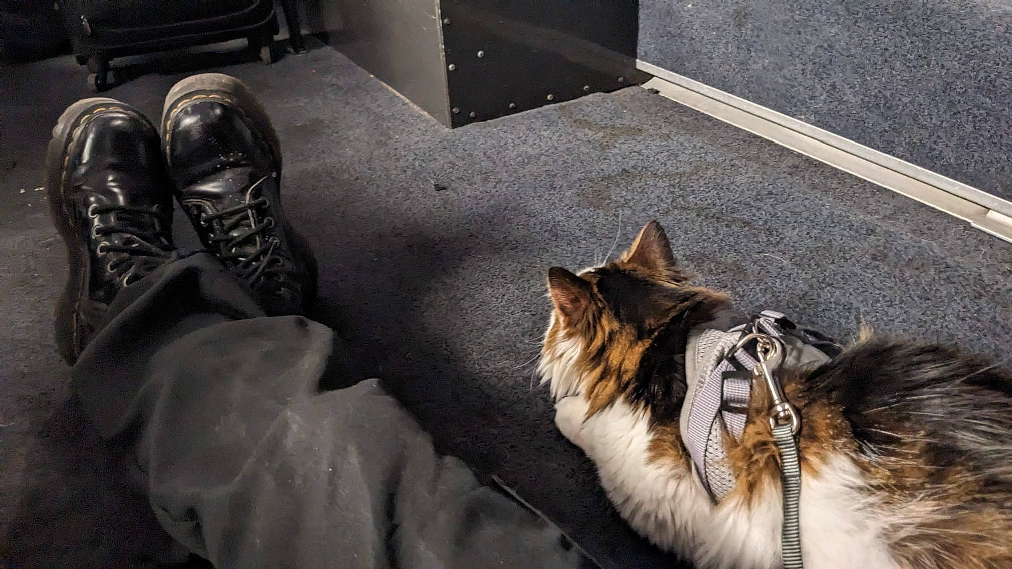 Cali a rejoint le concours — aidez-le/la à gagner de superbes lots ! canidae, carnivore, cat, claw, comfort, companion_dog, dog_breed, domestic_short_haired_cat, fawn, felidae, flooring, fur, grey, hardwood, mammal, small_to_medium_sized_cats, snout, sporting_group, tail, whiskers