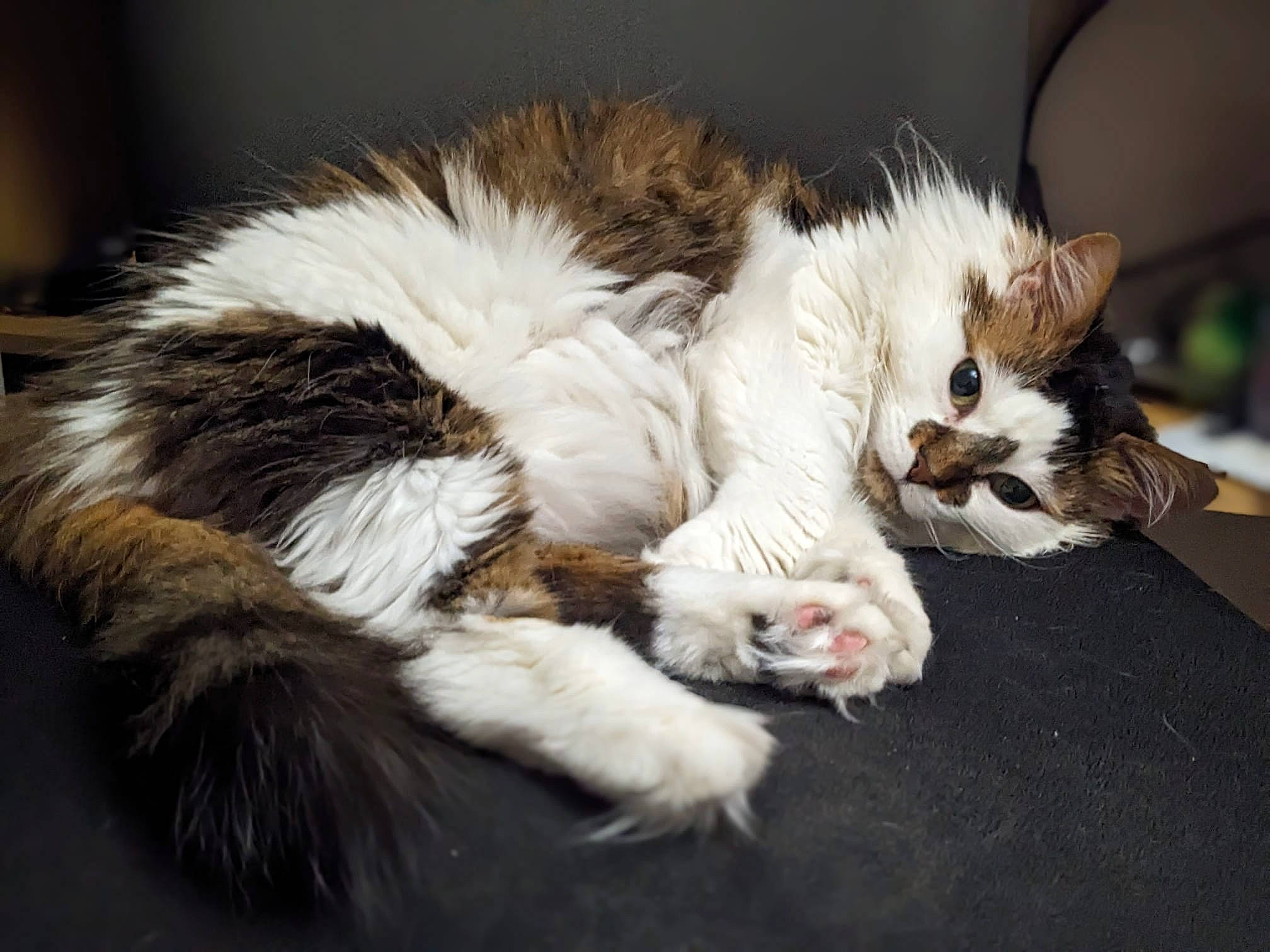 Cali a rejoint le concours — aidez-le/la à gagner de superbes lots ! carnivore, cat, claw, comfort, companion_dog, domestic_short_haired_cat, event, fawn, felidae, fur, paw, small_to_medium_sized_cats, snout, tail, terrestrial_animal, whiskers