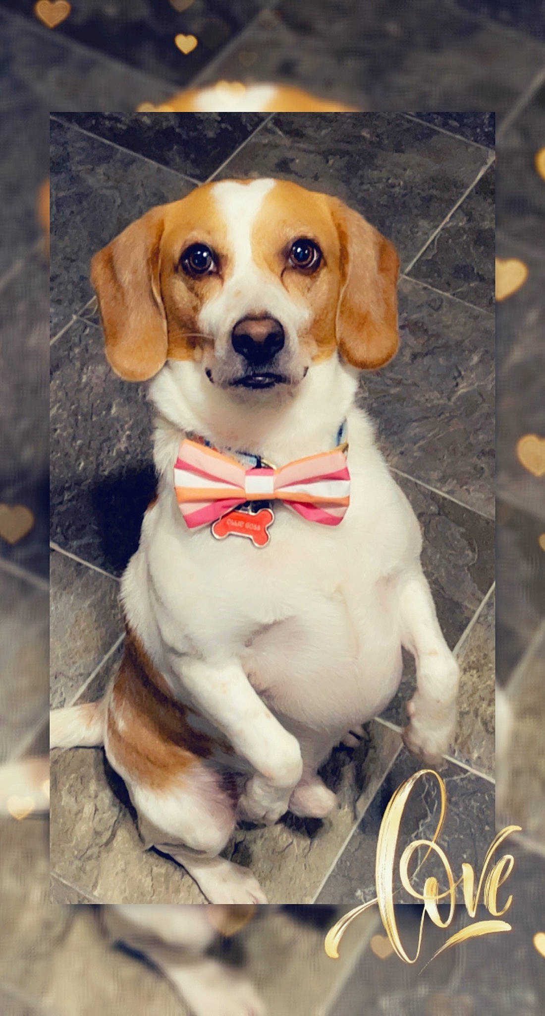 Ollie is registered to the contest to win money with this photo: beagle, canidae, carnivore, collar, companion_dog, dog, dog_breed, dog_clothes, dog_collar, dog_supply, fawn, fur, hound, leash, pet_supply, photo_caption, snout, sporting_group, whiskers, working_animal