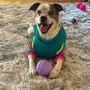 Diego joined the competition — help win amazing prizes! dog, pet, smiling_dog, teal_sweater, colorful_sweater, purple_toy, shaggy_rug, paws, indoor, cozy, pet_bed, floor_tiles, happy, portrait, tongue_out, playtime, close_up, companion, chew_toy, fur