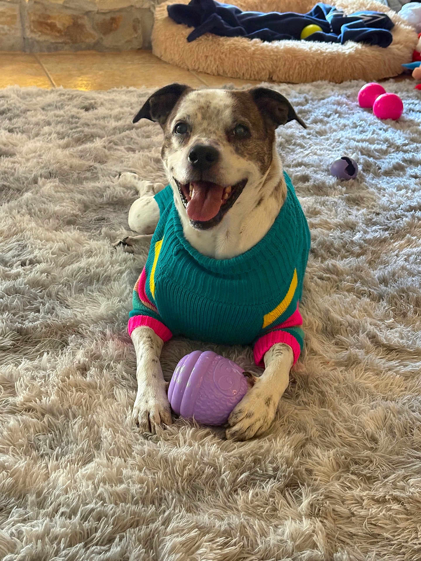 Diego joined the competition — help win amazing prizes! dog, pet, smiling_dog, teal_sweater, colorful_sweater, purple_toy, shaggy_rug, paws, indoor, cozy, pet_bed, floor_tiles, happy, portrait, tongue_out, playtime, close_up, companion, chew_toy, fur