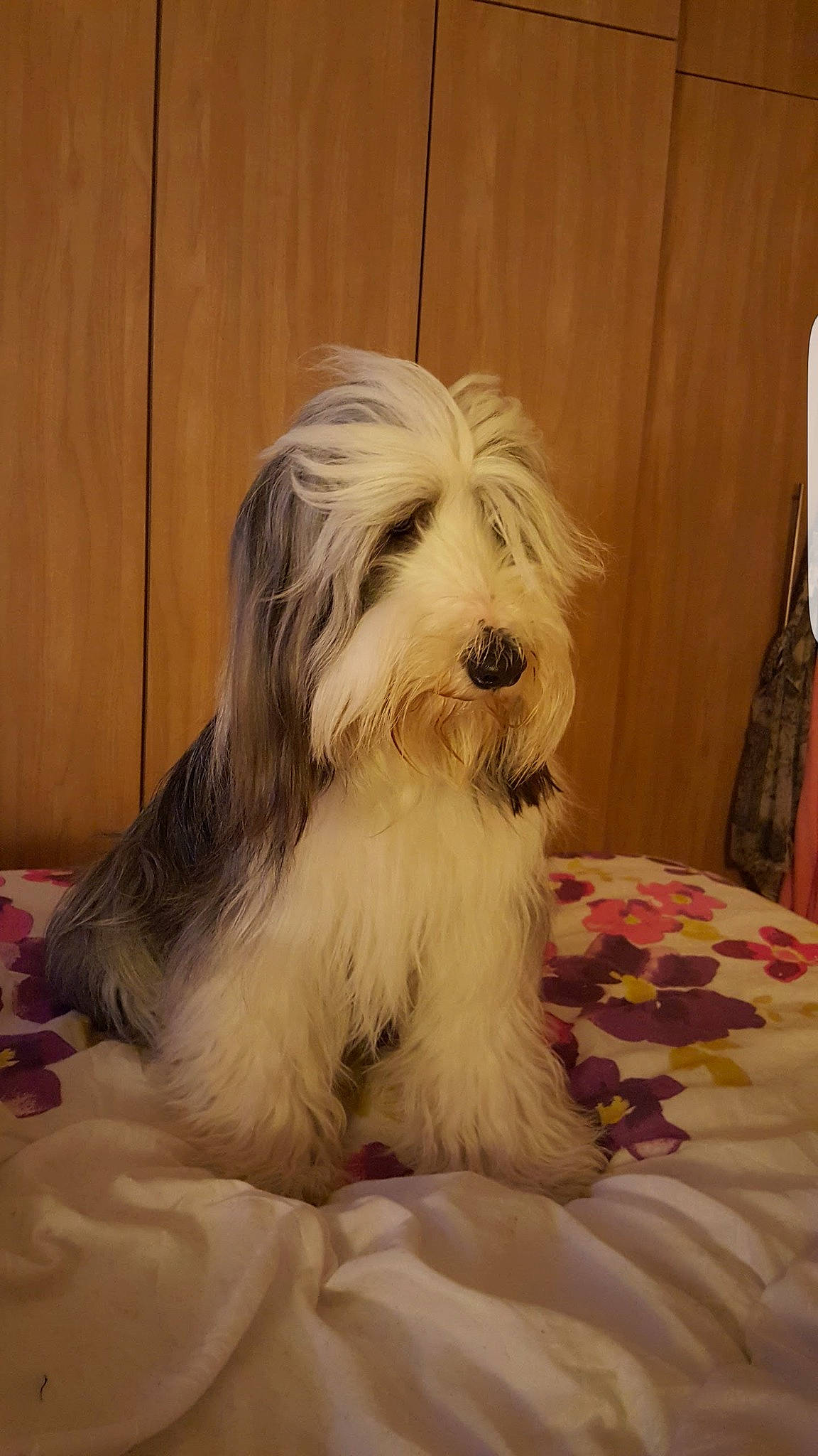 Cleo joined the competition — help win amazing prizes! canidae, carnivore, comfort, companion_dog, dog, dog_breed, fur, hardwood, maltepoo, non_sporting_group, small_terrier, sporting_group, terrier, toy_dog, water_dog, wood, working_animal