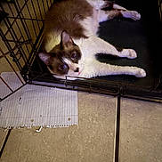 Coon joined the competition — help win amazing prizes! animal, blue_eyes, brown_fur, cage, cat, crate, curious, domestic, ears, floor, indoor, looking_up, lying_down, metal, paper, paws, pet, tile, whiskers, white_fur