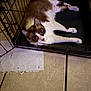 animal, blue_eyes, brown_fur, cage, cat, crate, curious, domestic, ears, floor, indoor, looking_up, lying_down, metal, paper, paws, pet, tile, whiskers, white_fur