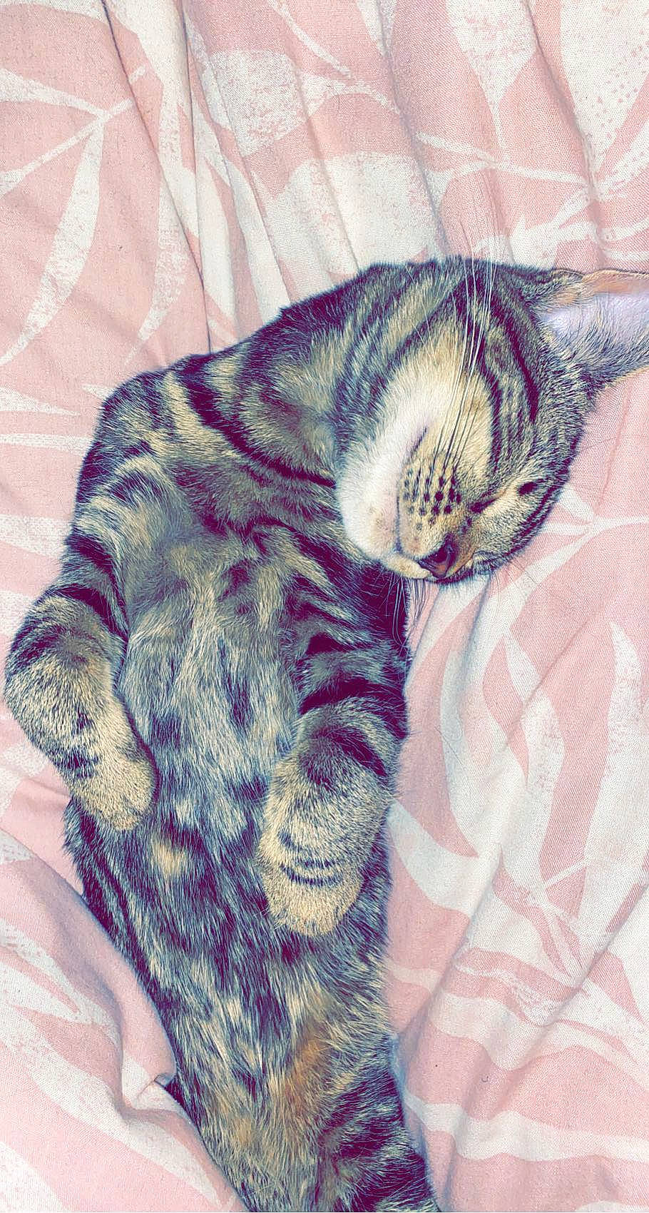 Trixie joined the competition — help win amazing prizes! carnivore, cat, comfort, domestic_short_haired_cat, electric_blue, felidae, grey, linens, mammal, pattern, paw, plant, purple, sleeve, small_to_medium_sized_cats, snout, tail, textile, vertebrate, whiskers