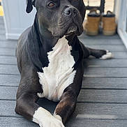 Nitro is registered to the contest to win money with this photo: dog, black_and_white, lying_down, paws_crossed, wooden_deck, pet, canine, domestic_animal, outdoor, boots, blurred_background, closeup, portrait, relaxed, animal, fur, snout, ears, eyes, nails