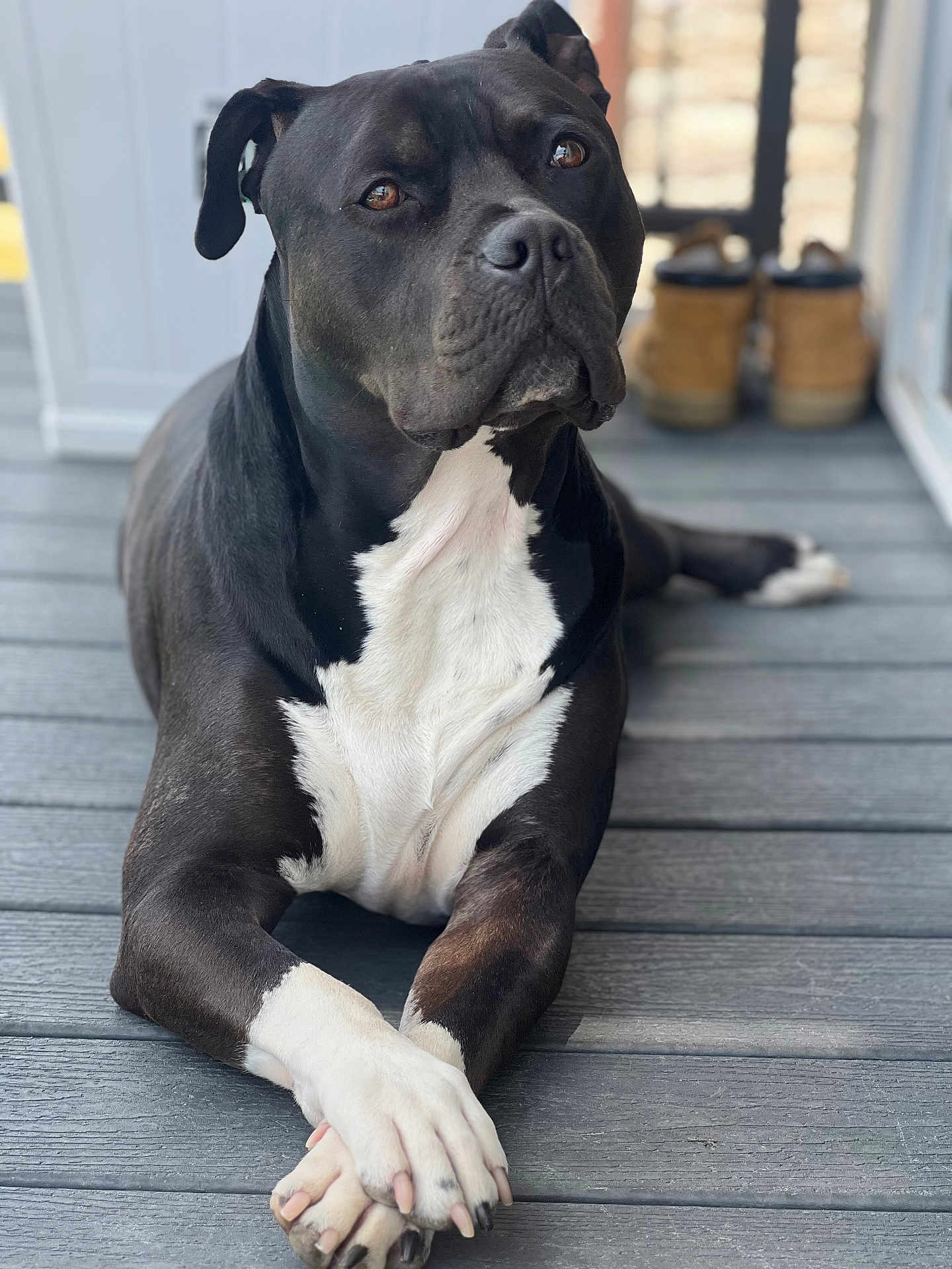 Nitro is registered to the contest to win money with this photo: dog, black_and_white, lying_down, paws_crossed, wooden_deck, pet, canine, domestic_animal, outdoor, boots, blurred_background, closeup, portrait, relaxed, animal, fur, snout, ears, eyes, nails