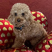 Winston is registered to the contest to win money with this photo: dog, curly_fur, balloons, heart_pattern, red_carpet, pet, collar, indoor, cute, fluffy, animal, sitting, portrait, decor, celebration, love, closeup, adorable, brown_fur, domestic_animal