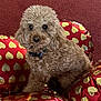 dog, curly_fur, balloons, heart_pattern, red_carpet, pet, collar, indoor, cute, fluffy, animal, sitting, portrait, decor, celebration, love, closeup, adorable, brown_fur, domestic_animal