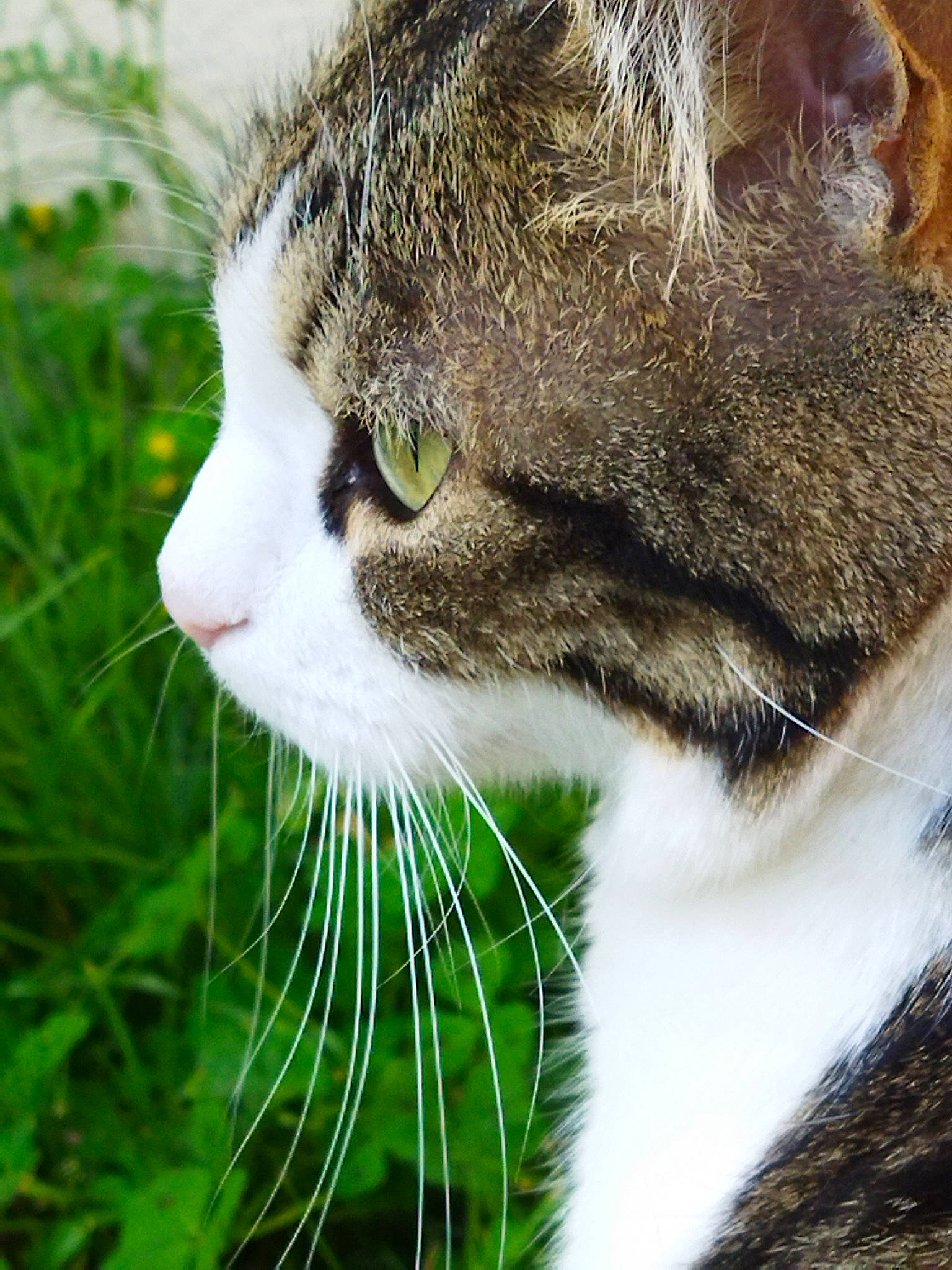 Indigo participe au concours pour gagner de l'argent avec cette photo : carnivore, cat, close_up, domestic_short_haired_cat, felidae, fur, grass, small_to_medium_sized_cats, snout, terrestrial_animal, whiskers, wildlife