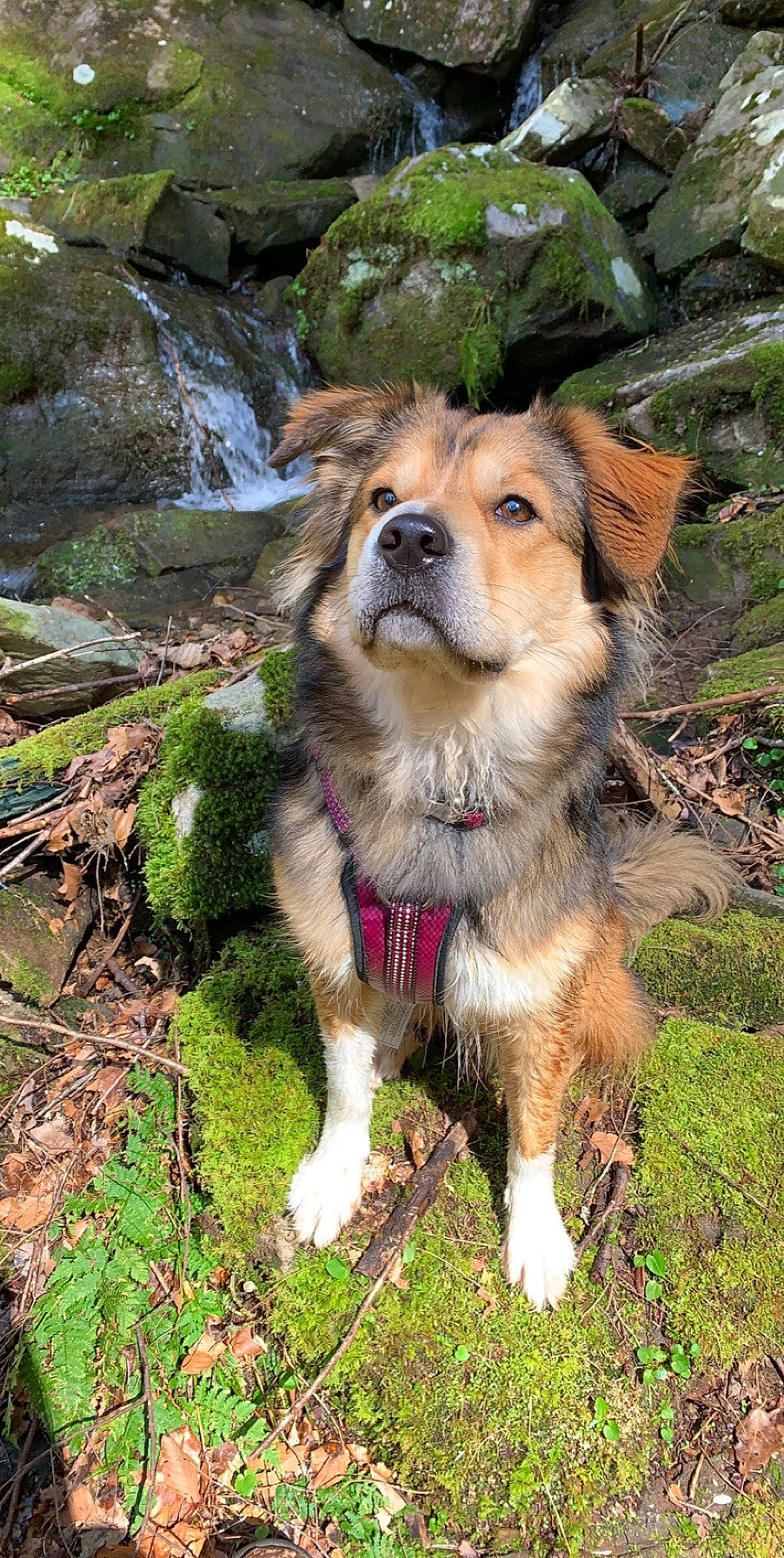 Lexi joined the competition — help win amazing prizes! basque_shepherd_dog, canidae, carnivore, companion_dog, dog, dog_breed, english_shepherd, fawn, herding_dog, mammal, rare_breed_dog, scotch_collie, sporting_group, vertebrate, welsh_sheepdog, working_dog