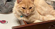 Julius James joined the competition — help win amazing prizes! cat, clutter, collar, container, cream_colored, domestic, drawer, ears, feline, framed_picture, fur, furniture, household_items, indoor, keys, pet, plastic_bag, relaxed, table, whiskers