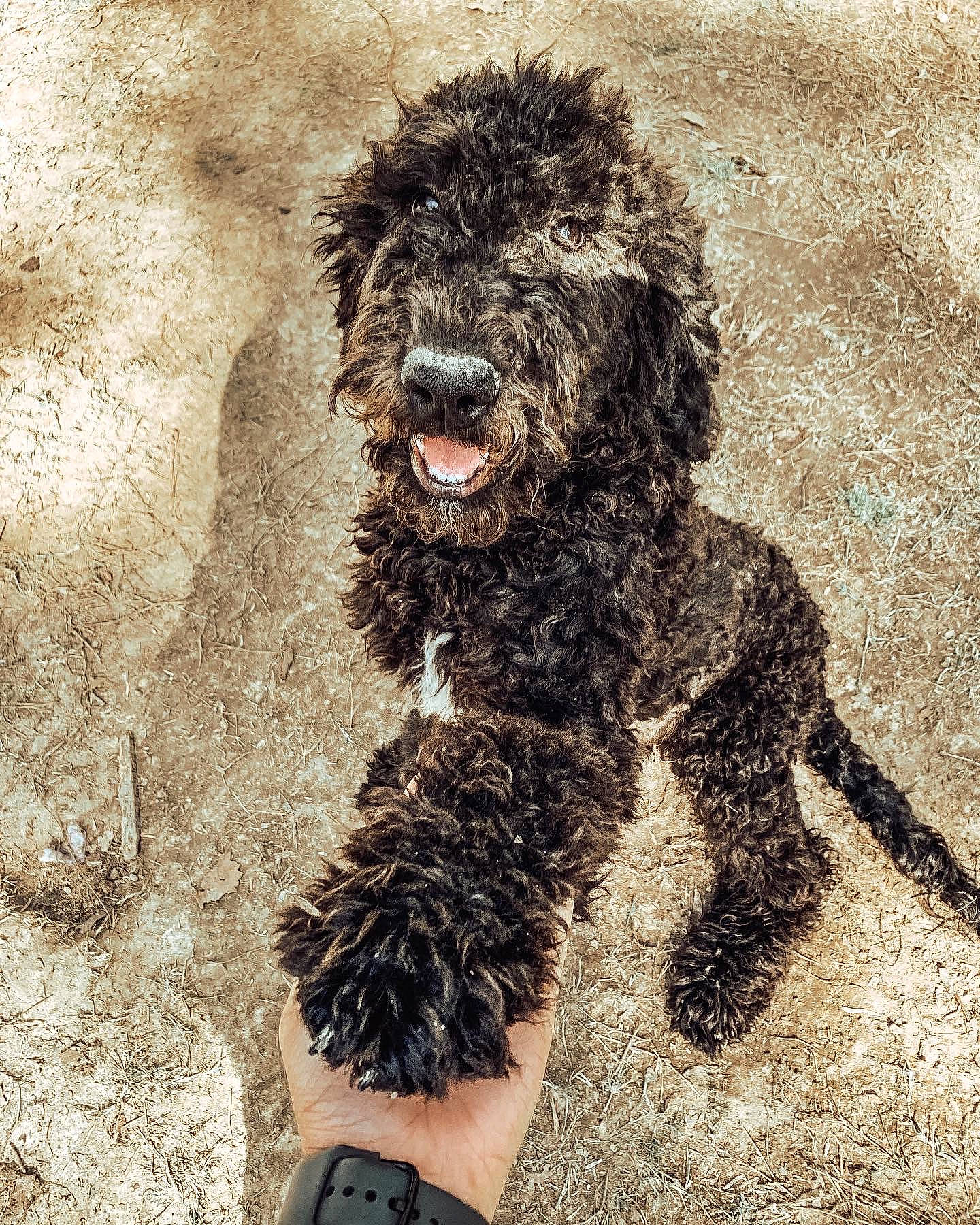 Coasta joined the competition — help win amazing prizes! canidae, carnivore, companion_dog, dog, dog_breed, dog_supply, foot, fur, labradoodle, non_sporting_group, poodle, snout, soil, sporting_group, terrestrial_animal, terrier, watch, water_dog, working_animal, working_dog