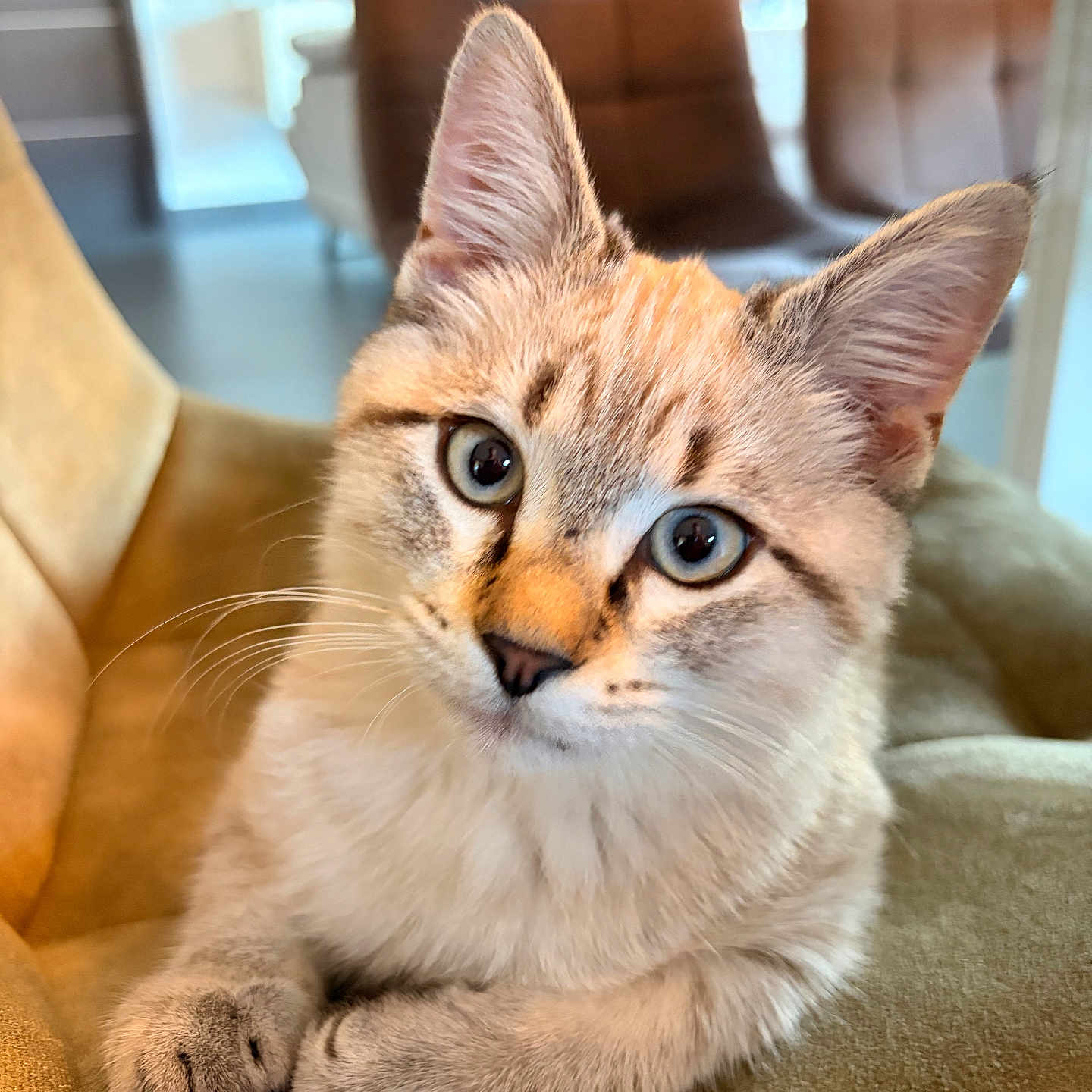 Simba