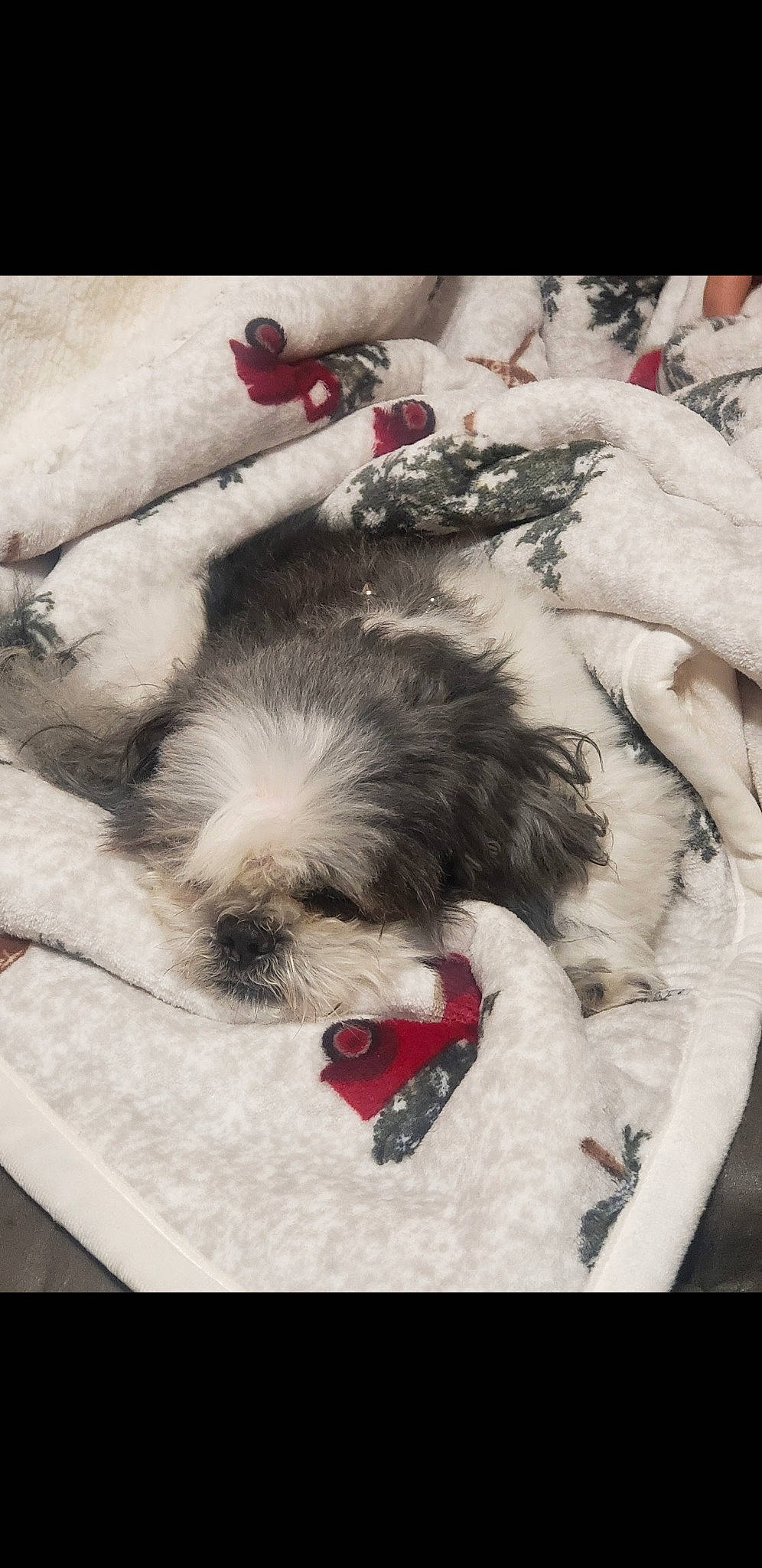 Lil Man is registered to the contest to win money with this photo: art, canidae, carmine, carnivore, claw, comfort, companion_dog, dog, dog_breed, flesh, fur, love, paw, puppy_love, snout, sporting_group, tail, toy_dog, whiskers, working_animal