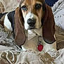 Chico joined the competition — help win amazing prizes! dog, beagle, pet, indoor, blanket, collar, heart_tag, ears, brown, white, black, canine, resting, cute, animal, fur, closeup, bedroom, comfortable, laying