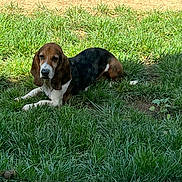 Chico joined the competition — help win amazing prizes! dog, basset_hound, grass, outdoor, pet, animal, canine, laying_down, sunlight, ears, nature, mammal, brown, white, black, relaxed, daytime, fur, snout, quiet