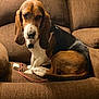 Chico is registered to the contest to win money with this photo: basset_hound, dog, brown_couch, indoor, pet, canine, long_ears, animal, relaxed, seated, furniture, charging_cable, adapter, domestic, companion, cute, home, cozy, portrait, brown