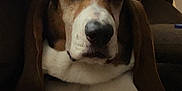 Chico is registered to the contest to win money with this photo: dog, basset_hound, brown_coat, white_paws, couch, indoor, pet, relaxed, sleepy, animal, fur, ears, snout, paw, resting, close_up, portrait, domestic, mammal, companion