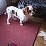 dog, small_dog, white_dog, brown_spots, carpet, red_carpet, dog_toy, blanket, patterned_blanket, indoor, floor_tiles, window, curtain, pet, animal, floor, cozy, fur, standing, cute