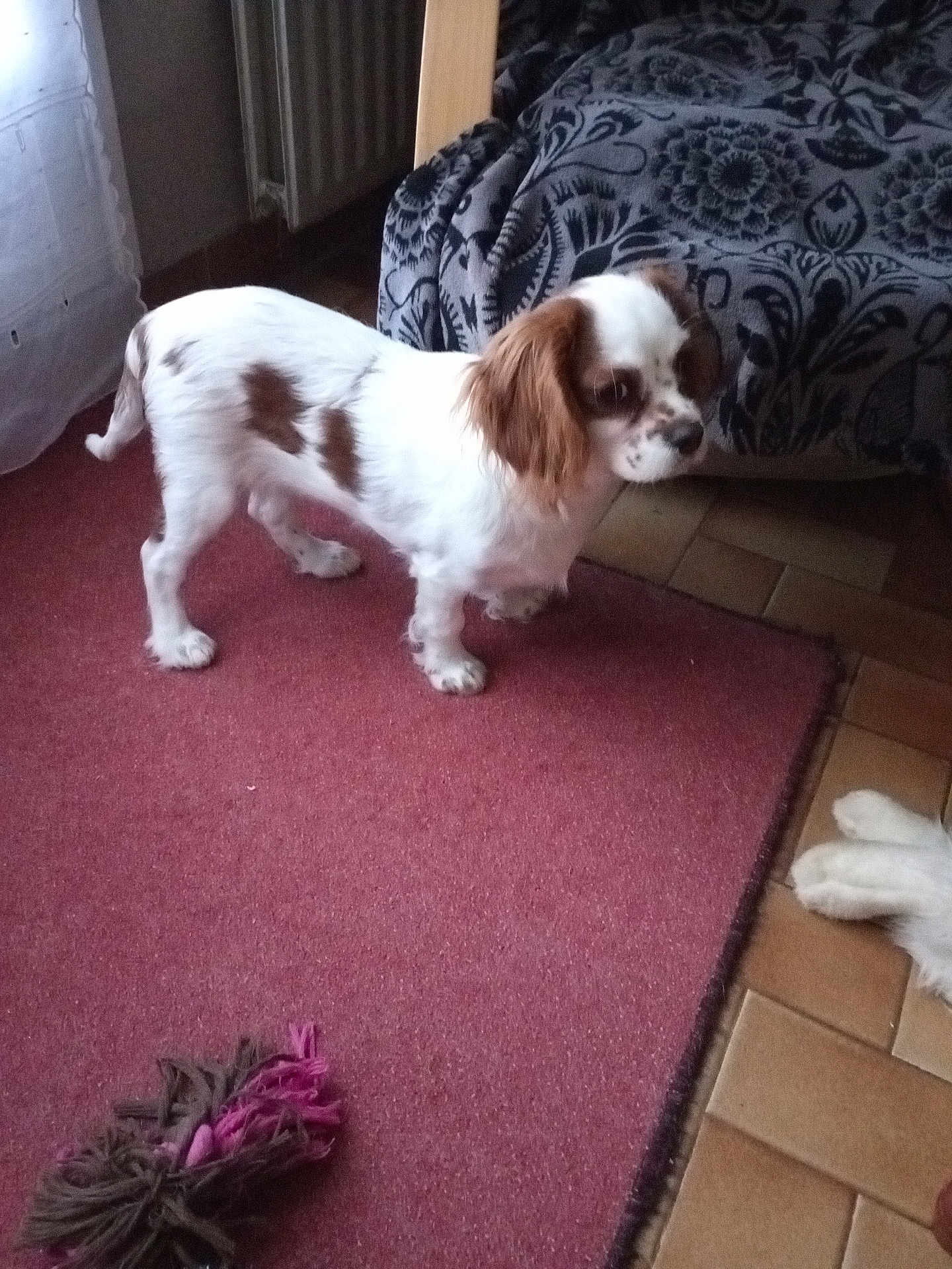 Uva participe au concours pour gagner de l'argent avec cette photo : dog, small_dog, white_dog, brown_spots, carpet, red_carpet, dog_toy, blanket, patterned_blanket, indoor, floor_tiles, window, curtain, pet, animal, floor, cozy, fur, standing, cute