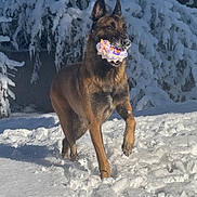 Arès joined the competition — help win amazing prizes! dog, belgian_malinois, snow, toy, outdoor, winter, animal, pet, playful, canine, fur, nature, cold, muzzle, running, daylight, background, forest, adventure, happy
